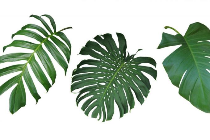 Filodendron Monstera