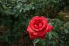 木のバラの品種：最も美しい矮性と背の高い木のバラ