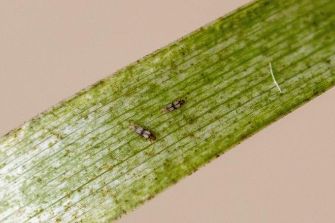 thrips on plant