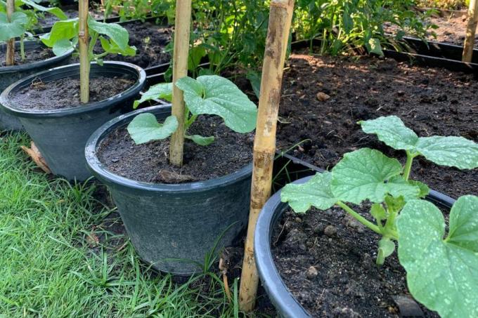 Young melon plants in pots