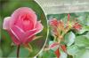 Riconosci i germogli selvatici sulle rose