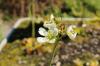 Kvet mucholapky: odrezaný alebo nie?
