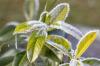 Kirsi loorber Etna: omadused, kasv ja ost