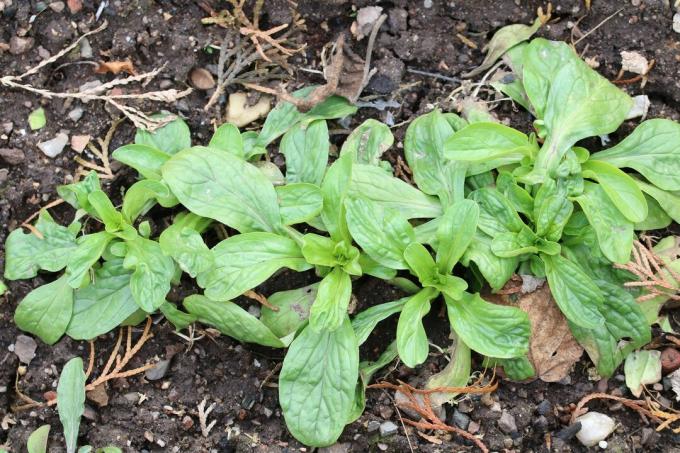 Jēra salāti (Valerianella locusta)
