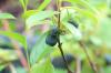 Honeyberry, Lonicera Kamchatica: טיפול במאיברי מא' עד ת'