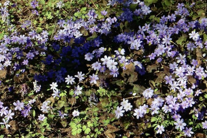 Flower carpet of liverworts