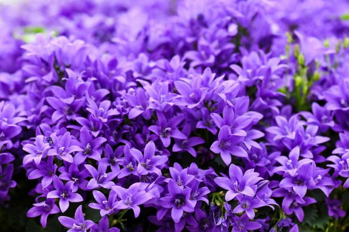 Bluebells με μοβ λουλούδια