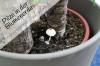 Jamur di tanah pot: apa yang harus dilakukan? Apakah mereka berbahaya bagi kesehatan?