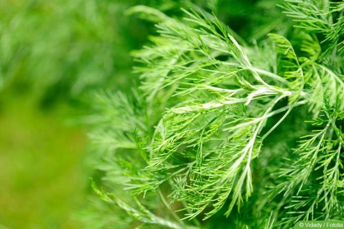 Southernwood - Artemisia abrotanum - planta de cola