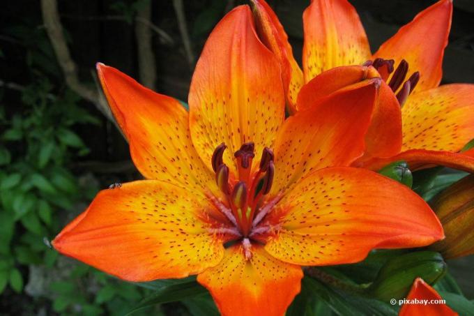 Lilium bulbiferum مع زهرة برتقالية حمراء مفتوحة