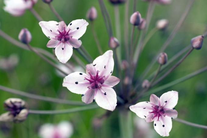 La fleur de cygne fleurit en fleurs blanches et violettes