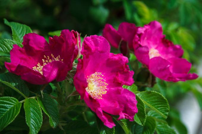 दालचीनी गुलाब गहरे गुलाबी फूलों के साथ