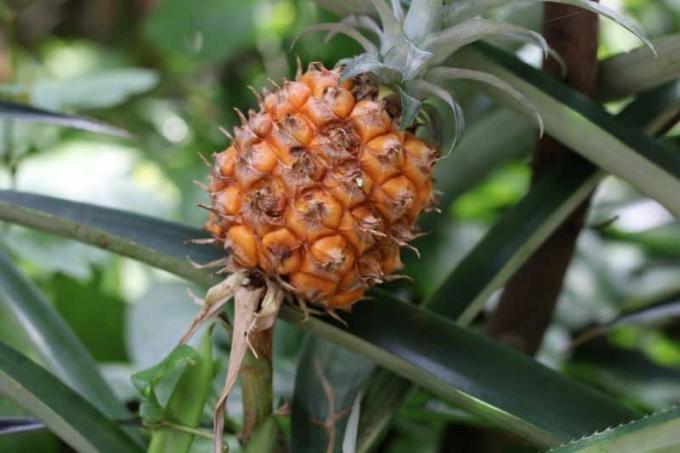 ripe fruit of the ornamental pineapple (Ananas comosus)