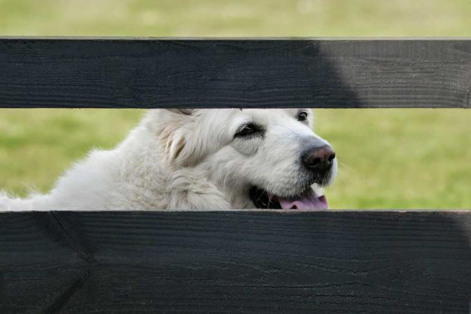 フェンスの後ろの犬