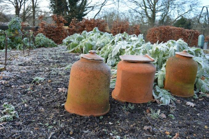 Hibernate plants in the bed with clay pots over them