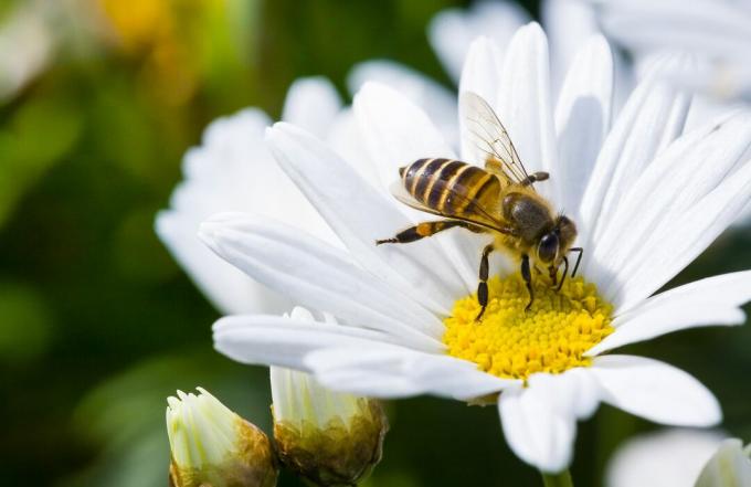 Mesilane istub margariidil