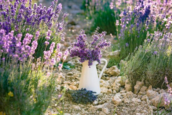 Tempat tidur lavender dengan pot