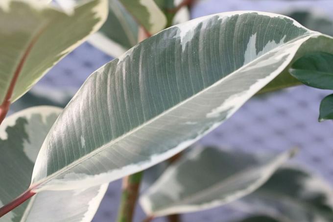 Gumijas koks - Ficus elastica