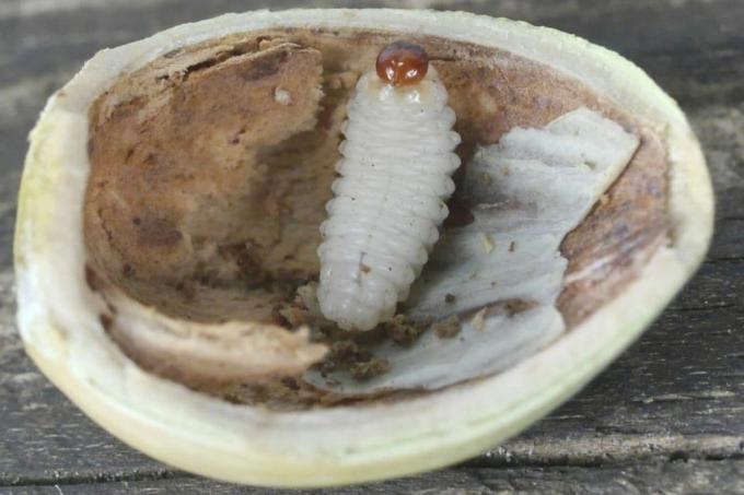 Larva kumbang - penggerek kemiri