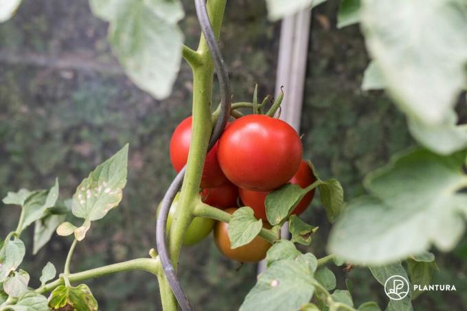 Saint-Pierre tomater på vinstokke