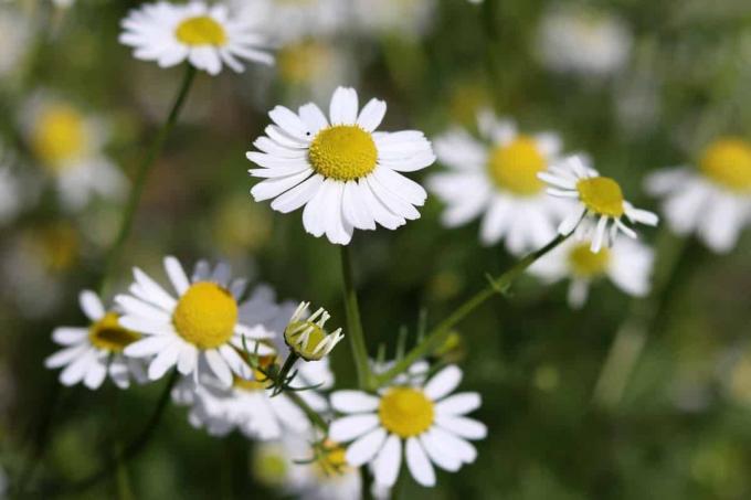 Chamomile is a good neighbor to a tomato mixed culture