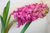 Is the hyacinth poisonous to children, dogs, and cats?