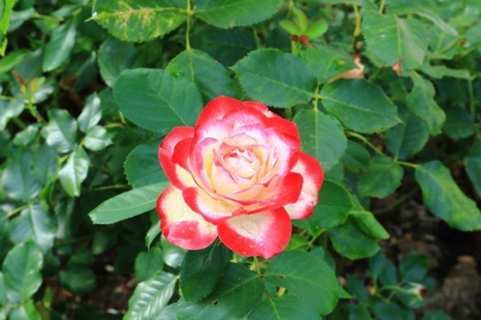 Floraison floribunda rose