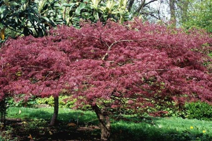 Trees that remain small - Japanese maple