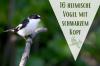 Aves de cabeça preta: 16 espécies nativas