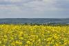 When does rapeseed bloom? Information about the flowering period