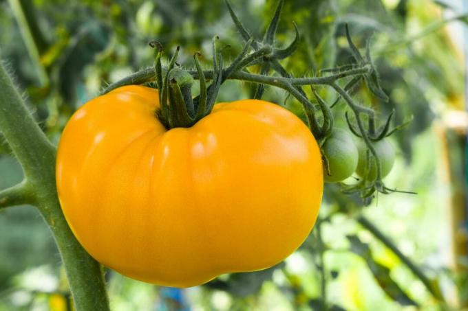 Kollane veiseliha tomat