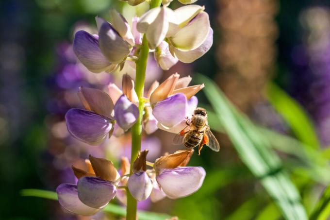 lupine bees