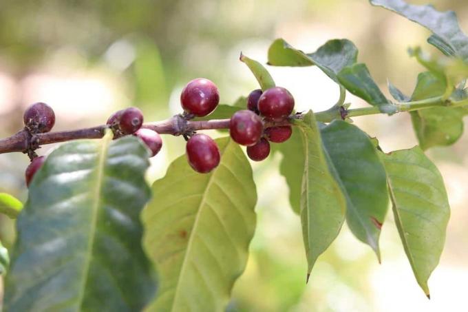 コーヒー植物