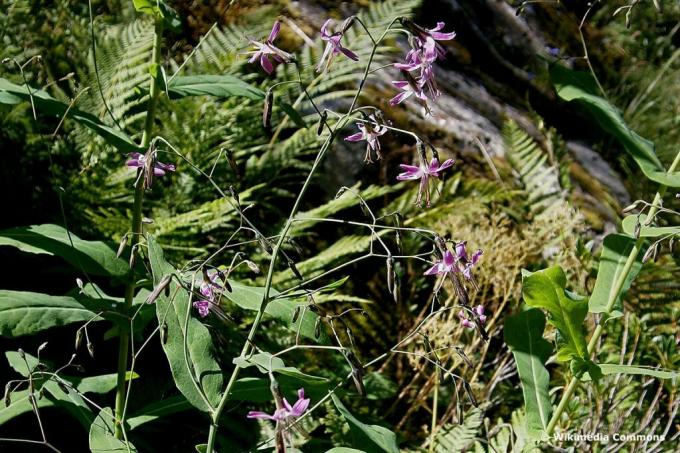 Зечја салата (Пренантхес пурпуреа), љубичасти ливадски цвет
