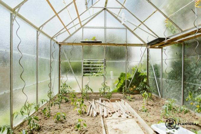 温室内のコショウ、きゅうり、トマト
