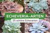 Gatunki Echeveria: 25 najpiękniejszych echeverii