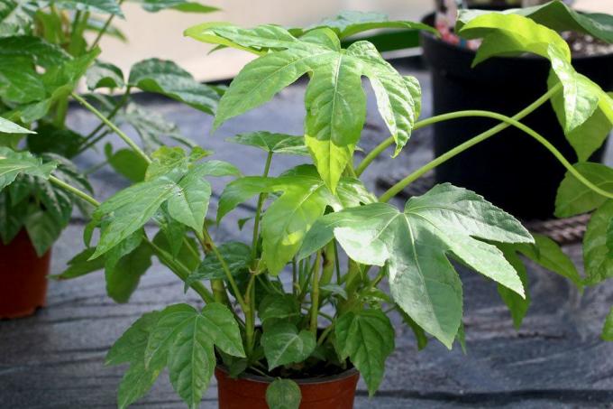 Indoor aralia as a potted plant