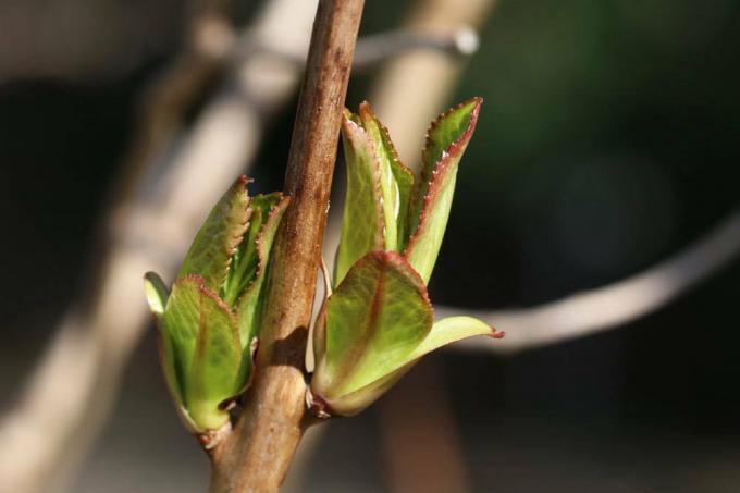 Tuinhortensia spruiten nieuw aan de tak