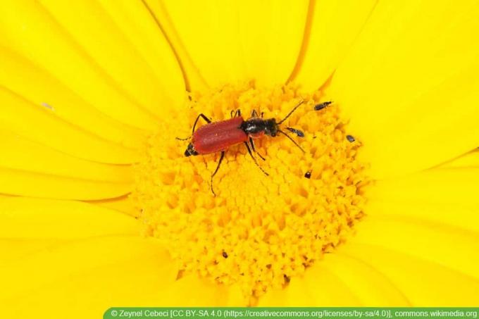 Hairstreak beetle - Anthocomus rufus