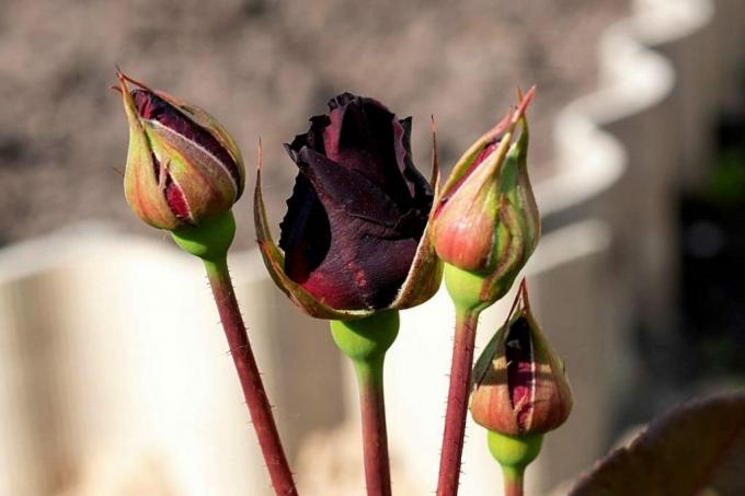 Roses noires, baccara