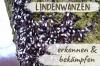 Serangga Linden: ratusan kumbang di pohon