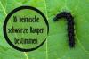 Fekete hernyók: azonosítson 16 őshonos fajt