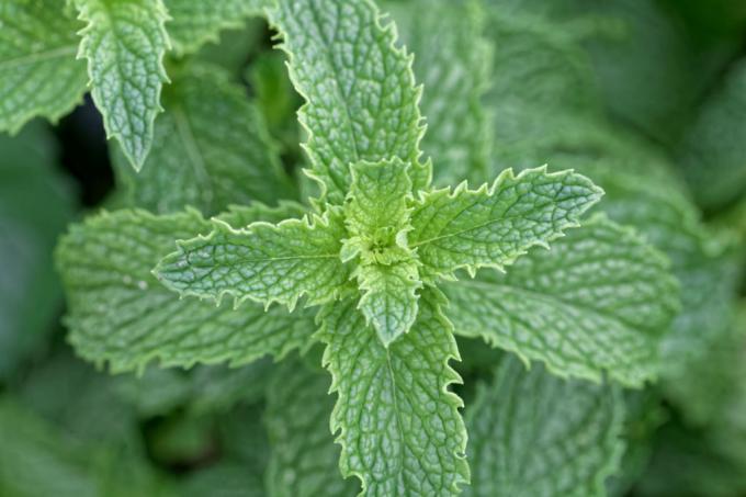 Mojito mint in the flower bed