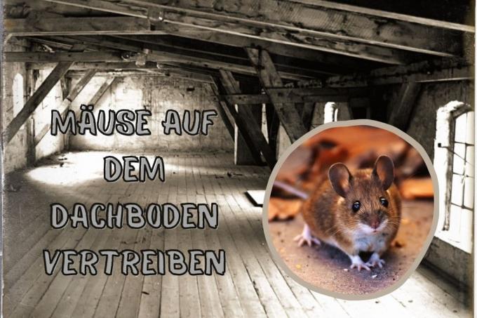 Kiűzd az egereket a padláson - cím