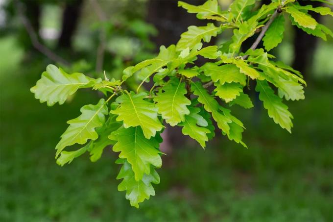 Sēdošs ozols (Quercus petraea)