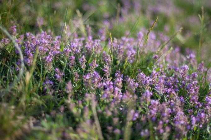 Violetais timiāns pļavā