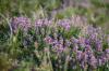 Herbes rustiques: espèces pour le jardin et le balcon