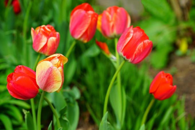 Darwin tulipaner på marken