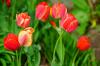 Cibuľky tulipánov: skladovanie v lete a správne prezimovanie