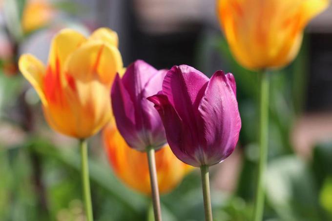 rascvjetali tulipani u vrtnoj gredici